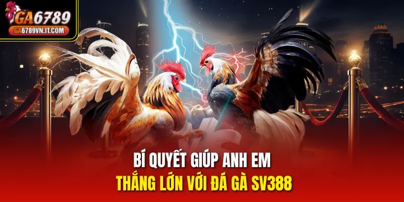 Bí quyết giúp anh em thắng lớn với đá gà Sv388