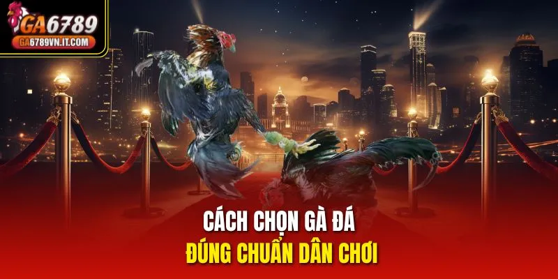 Cách Chọn Gà Đá đúng chuẩn dân chơi
