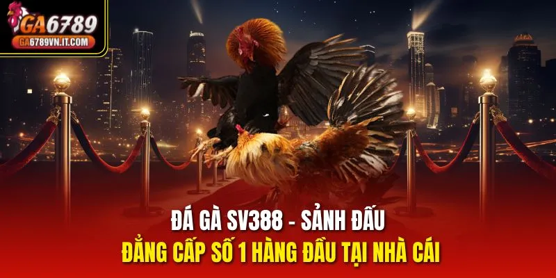 Đá gà SV388 - sảnh đấu đẳng cấp số 1 hàng đầu tại nhà cái