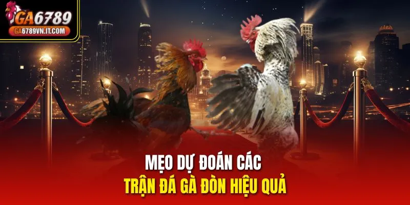 Mẹo dự đoán các trận Đá Gà Đòn hiệu quả