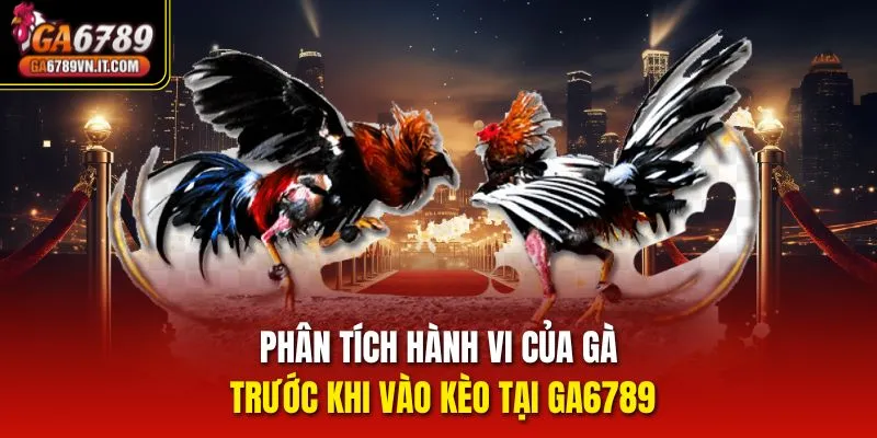 Phân tích hành vi của gà trước khi vào kèo tại ga6789